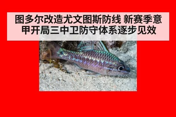 图多尔改造尤文图斯防线 新赛季意甲开局三中卫防守体系逐步见效